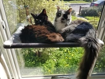 Want to have two adorable cats for a month? 2