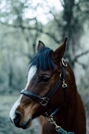Do you love horse riding? A Beatiful Arab Mare in Los Altos Hills 2