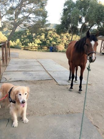 Do you love horse riding? A Beatiful Arab Mare in Los Altos Hills 3