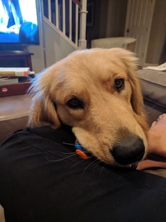 Pet sitting, dog walking and house sitting 1