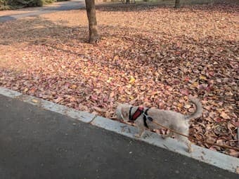 Pet sitting, dog walking and house sitting 2