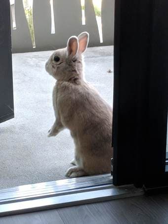 Petsitter needed for my bunny! (paid) 1