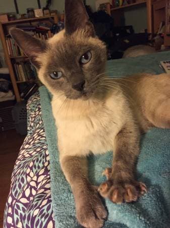 Si the Siamese looking for a foster 1