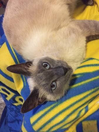 Si the Siamese looking for a foster 2