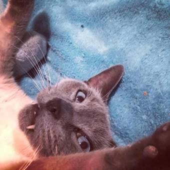 Si the Siamese looking for a foster 3