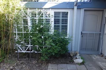 Studio for rent available immediately in Cupertino near Apple 1