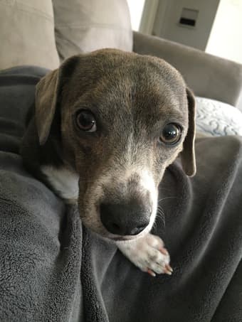 Seeking responsible kid(s) on campus for casual dog sitting/walking! 1