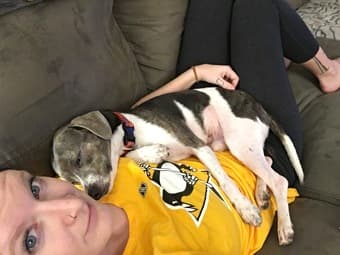 Seeking responsible kid(s) on campus for casual dog sitting/walking! 2