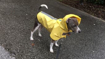 Seeking responsible kid(s) on campus for casual dog sitting/walking! 3