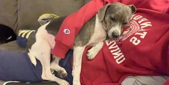 Seeking responsible kid(s) on campus for casual dog sitting/walking! 4