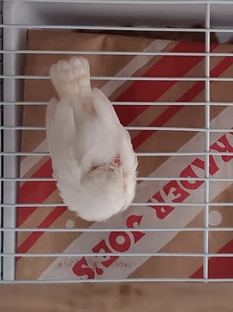 Found small white non-native finch 1