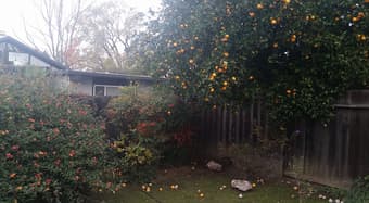 3 Private bedrooms in quiet neighborhood near downtown Mountain View 1