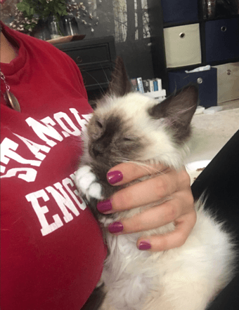 Cuddliest Stanford Graduates - 8 week old kittens [ragdoll mix] 1