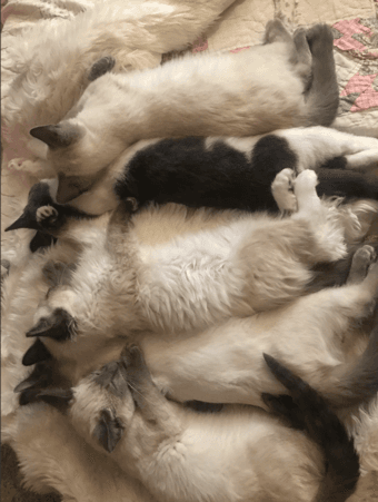 Cuddliest Stanford Graduates - 8 week old kittens [ragdoll mix] 2