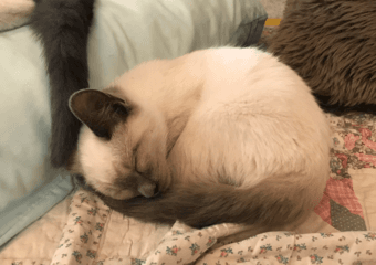 Cuddliest Stanford Graduates - 8 week old kittens [ragdoll mix] 3