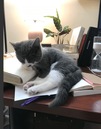 Cuddliest Stanford Graduates - 8 week old kittens [ragdoll mix] 4