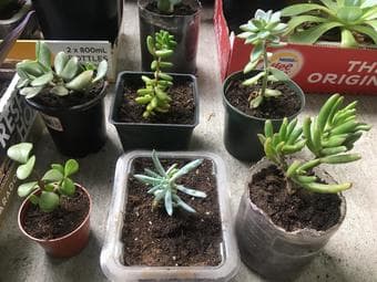 Aloe vera/Lomandra ornamental plant 1