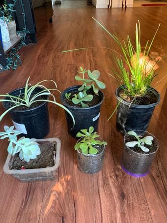 Aloe vera/Lomandra ornamental plant 2