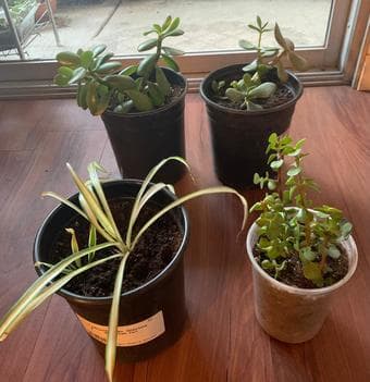 Aloe vera/Lomandra ornamental plant 3