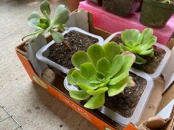 Aloe vera/Lomandra ornamental plant 4