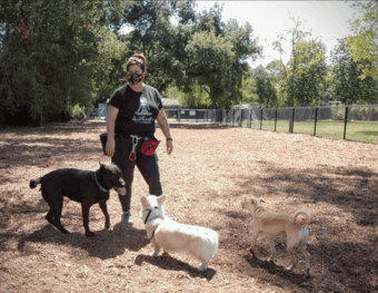 Part-Time Dog Walker at Good Sit Dogwalking 3