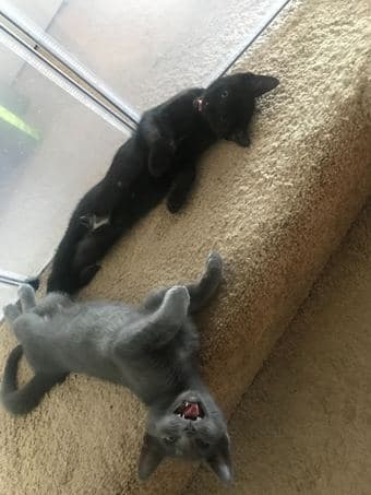 Looking for home for two glorious kittens! 1