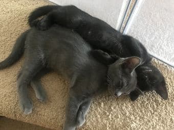 Looking for home for two glorious kittens! 2