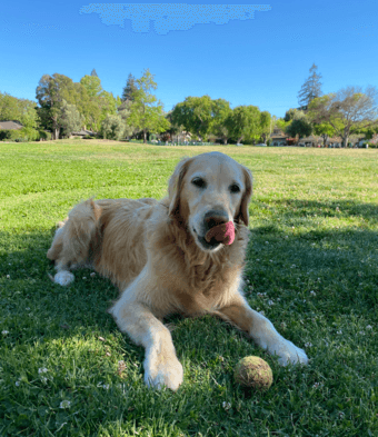 Dog walking a couple days a week $20/hour 1