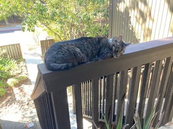 Lost tabby cat “Blueberry” 1