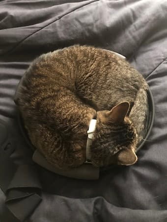 Lost tabby cat “Blueberry” 2