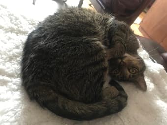 Lost tabby cat “Blueberry” 3