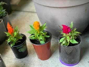 Plant cuttings for free and other low prices 1