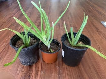 Plant cuttings for free and other low prices 2