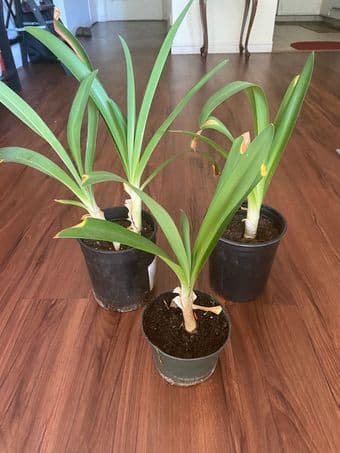 Plant cuttings for free and other low prices 3