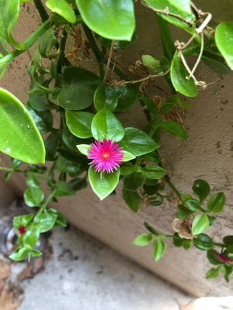 Plant cuttings for free and other low prices 4