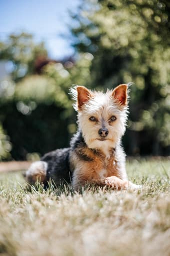 Professional Photography-Portraits of Relationships, People, & Pets 1