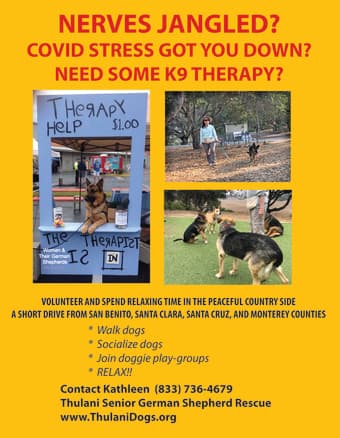 Volunteer and spend relaxing time with rescued senior GSD 1