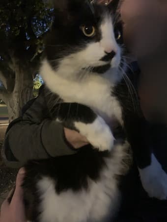 FOUND / SPOTTED black & white long-haired cat (PHOTO) 1