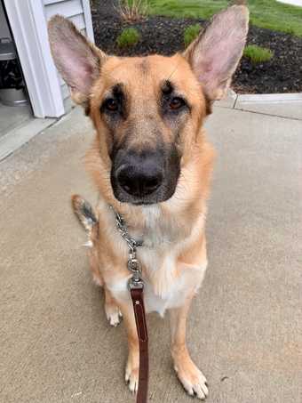 ASAP: 1 Bed for Self (she/her) and German Shepherd (< $1250) 1