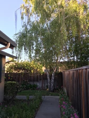 1 BEDROOM IN PALO ALTO HOUSE Need to be filled ASAP! [women only] 1