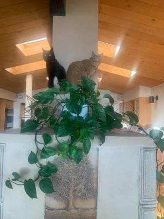 Forest, panoramic views, Silicon Valley 4