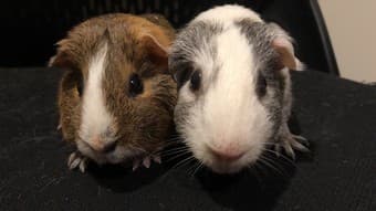 Desperately looking for the new owner of our beloved two guinea pigs 1
