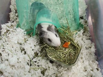 Desperately looking for the new owner of our beloved two guinea pigs 2