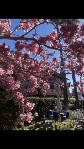 Room available one block from University Ave (heart of Palo Alto) 4