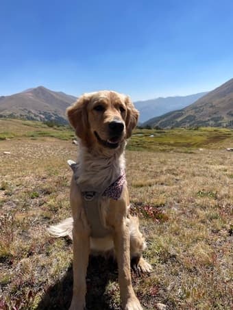 Looking for someone to drive my car and dog to Ohio 1