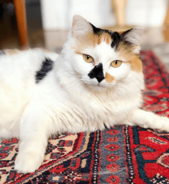 Pet/House Sitter Needed August 30th-September 20th 1