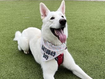 Dog Walker - Downtown Mountain View 1