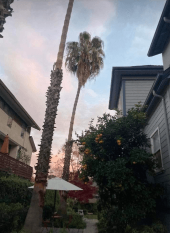 2 rooms spacious Victorian house downtown Palo Alto 1