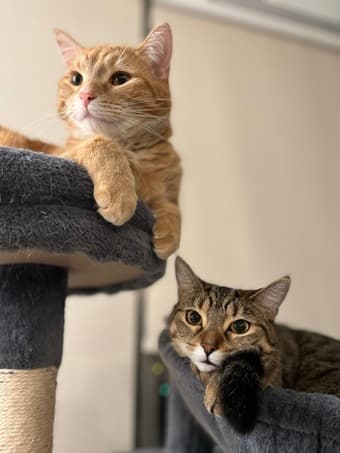 Looking for studio or 1bd apartment from September 2022 1