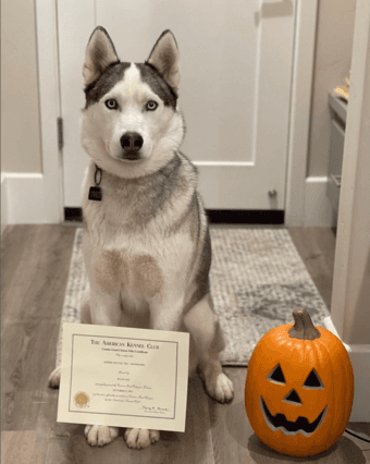 Needed: Dog sitting/walking, will pay 1